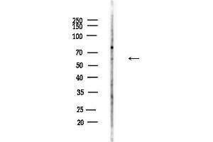 anti-Cell Division Cycle 25 Homolog A (S. Pombe) (CDC25A) (pThr507) antibody