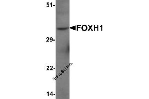 Western Blotting (WB) image for anti-Forkhead Box H1 (FOXH1) (N-Term) antibody (ABIN1077399) (FOXH1 抗体  (N-Term))