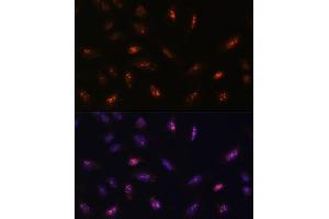 Immunofluorescence analysis of U-2 OS cells using LLPH antibody (ABIN7268290) at dilution of 1:100. (LLPH 抗体  (AA 1-129))