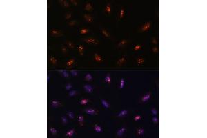 Immunofluorescence analysis of U-2 OS cells using LLPH antibody (ABIN7268290) at dilution of 1:100. (LLPH 抗体  (AA 1-129))