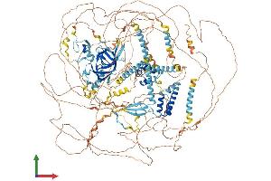AlphaFold protein structure predicition of Human Recombinant RERE Protein, UniprotID Q9P2R6