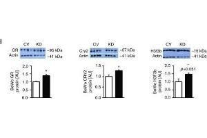 MiR-340 exerts its effects through targeting of GR, Cry2, and H3f3b. (Histone H3.3B 抗体  (full length))