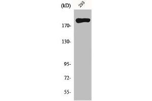 Western Blot analysis of 293 cells using MYH14 Polyclonal Antibody (Myosin 抗体  (Internal Region))