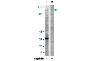 Western blot analysis of extracts from 293 cells, using KIF20A polyclonal antibody .