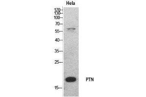 Western Blot (WB) analysis of HeLa cells using PTN Polyclonal Antibody. (Pleiotrophin 抗体  (Internal Region))