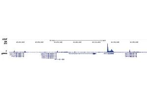 Chromatin Immunoprecipitation (ChIP) image for anti-RNA Polymerase II Subunit RPB1 (POLR2A) (pSer5) antibody (ABIN6655367)