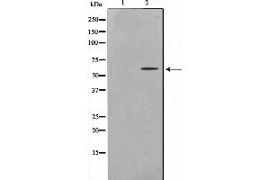 Western blot analysis on HepG2 cell lysate using UBXD5 Antibody,The lane on the left is treated with the antigen-specific peptide. (UBXN11 抗体  (Internal Region))