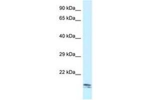 Image no. 1 for anti-SEC11 Homolog C (SEC11C) (AA 107-156) antibody (ABIN6747529) (SEC11C 抗体  (AA 107-156))