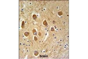 SD9L Antibody (C-term) (ABIN651359 and ABIN2840201) IHC analysis in formalin fixed and paraffin embedded human brain tissue followed by peroxidase conjugation of the secondary antibody and DAB staining. (SAMD9L 抗体  (C-Term))