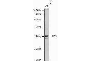 Western blot analysis of extracts of SH-SY5Y cells, using APOE antibody (ABIN6133561, ABIN6137017, ABIN6137019 and ABIN6213793) at 1:500 dilution. (APOE 抗体  (AA 200-300))