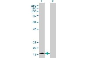 Western Blot analysis of CDK2AP2 expression in transfected 293T cell line by CDK2AP2 MaxPab polyclonal antibody. (CDK2AP2 抗体  (AA 1-126))