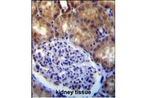 MLLT7 antibody (N-term) (ABIN390133 and ABIN2840637) immunohistochemistry analysis in formalin fixed and paraffin embedded human kidney tissue followed by peroxidase conjugation of the secondary antibody and DAB staining.