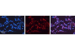 NR2F6 antibody - N-terminal region          Formalin Fixed Paraffin Embedded Tissue:  Human Lung Tissue    Observed Staining:  Nucleus of pneumocytes   Primary Antibody Concentration:  1:100    Other Working Concentrations:  1/600    Secondary Antibody:  Donkey anti-Rabbit-Cy3    Secondary Antibody Concentration:  1:200    Magnification:  20X    Exposure Time:  0. (NR2F6 抗体  (N-Term))