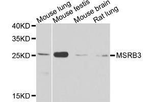 Western blot analysis of extracts of various cell lines, using MSRB3 antibody. (MSRB3 抗体)