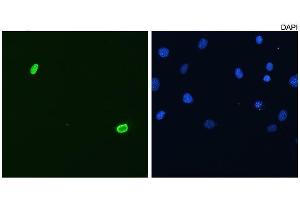 Frozen sections of human testis stained with P2B1. (DUX4 抗体  (C-Term))