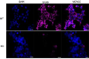 anti-Sorting Nexin 9 (SNX9) antibody