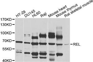 Western blot analysis of extracts of various cell lines, using REL antibody (ABIN5970527) at 1/1000 dilution. (c-Rel 抗体)