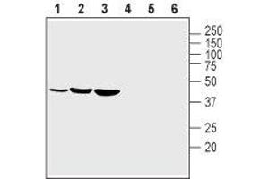 Western Blotting (WB) image for anti-Potassium Inwardly-Rectifying Channel, Subfamily J, Member 2 (KCNJ2) (AA 112-125), (Extracellular) antibody (ABIN7043481)