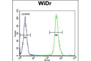 VPS26A Antibody (Center) (ABIN652668 and ABIN2842449) flow cytometric analysis of WiDr cells (right histogram) compared to a negative control cell (left histogram). (VPS26A 抗体  (AA 263-291))