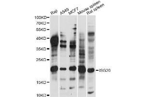 Western blot analysis of extracts of various cell lines, using ISG20 antibody (ABIN6290467) at 1:1000 dilution. (ISG20 抗体)