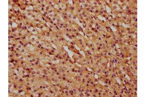 IHC image of ABIN7148461 diluted at 1:500 and staining in paraffin-embedded human adrenal gland tissue performed on a Leica BondTM system. (COG6 抗体  (AA 556-653))