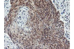 Image no. 3 for anti-CoA Synthase (COASY) antibody (ABIN1497557) (COASY 抗体)