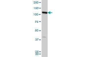 Syndetin/VPS50 antibody  (AA 862-964)