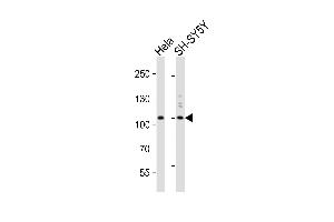 Western blot analysis of lysates from Hela, SH-SY5Y cell line (from left to right), using PI3KC3 Antibody (N-term) A.