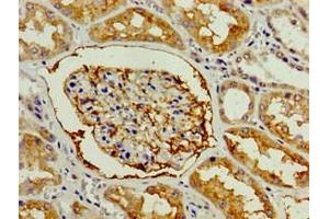 Immunohistochemistry of paraffin-embedded human kidney tissue using ABIN7154035 at dilution of 1:100 (ENPEP 抗体  (AA 719-949))