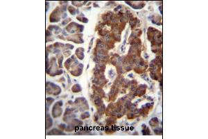 DPT Antibody (N-term) (ABIN656571 and ABIN2845833) immunohistochemistry analysis in formalin fixed and paraffin embedded human pancreas tissue followed by peroxidase conjugation of the secondary antibody and DAB staining. (Dermatopontin 抗体  (N-Term))