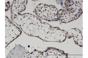 Immunoperoxidase of monoclonal antibody to MYST3 on formalin-fixed paraffin-embedded human placenta. (MYST3 抗体  (AA 81-179))