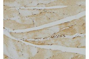 ABIN6276612 at 1/100 staining Mouse muscle tissue by IHC-P. (CA3 抗体  (N-Term))