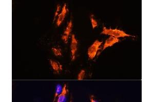 Immunofluorescence analysis of C6 cells using MFGE8 Polyclonal Antibody at dilution of 1:100. (MFGE8 抗体)