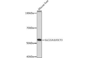 Western blot analysis of extracts of Mouse liver, using SLC22/OCT3 Rabbit pAb (ABIN7269108) at 1:1000 dilution. (SLC22A3 抗体)