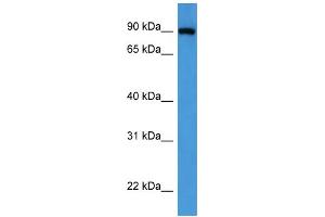 Western Blotting (WB) image for anti-Oxysterol Binding Protein (OSBP) (C-Term) antibody (ABIN2788369) (OSBP 抗体  (C-Term))