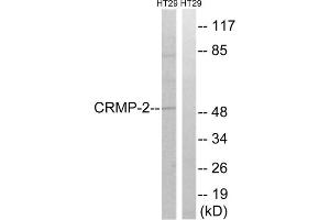 Western blot analysis of extracts from HT-29 cells, treated with heat shock, using CRMP2 (epitope around residue 509) antibody. (DPYSL2 抗体  (Thr509))