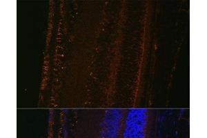 Immunofluorescence analysis of Mouse eye using LOXL1 Polyclonal Antibody at dilution of 1:100 (40x lens). (LOXL1 抗体)