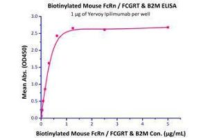 Binding Studies (Bind) image for neonatal Fc Receptor (FcRn) (AA 22-297) (Active) protein (His tag,Strep Tag,AVI tag,Biotin) (ABIN2870570)