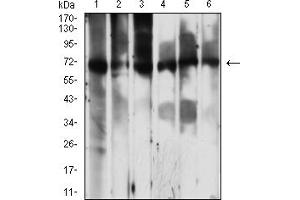Western Blotting (WB) image for anti-phosphoenolpyruvate Carboxykinase 2 (Mitochondrial) (PEPCK) (AA 44-175) antibody (ABIN7193363)
