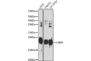 Western blot analysis of extracts of various cell lines, using CIRBP antibody (ABIN7266452) at 1:1000 dilution. (CIRBP 抗体)