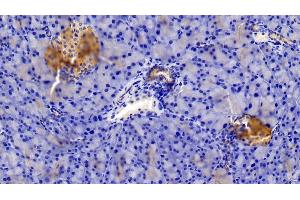 Detection of INSR in Mouse Pancreas Tissue using Polyclonal Antibody to Insulin Receptor (INSR) (Insulin Receptor 抗体  (AA 1101-1372))