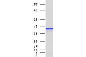Western Blotting (WB) image for N-Acyl Phosphatidylethanolamine phospholipase D (NAPEPLD) (Transcript Variant 2) protein (Myc-DYKDDDDK Tag) (ABIN2726819)
