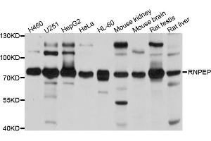 Western blot analysis of extracts of various cells, using RNPEP antibody.