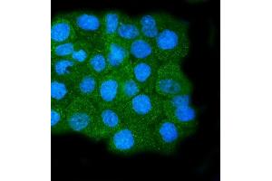 IF analysis of Calpain 1 using anti-Calpain 1 antibody (ABIN7601600). (CAPNL1 抗体  (AA 396-555))