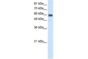 TROVE2 antibody used at 2.