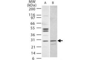 Western blot analysis of IL27 in (A) Jurkat and (B) NIH/3T3 cells. (IL-27 抗体  (AA 31-46))