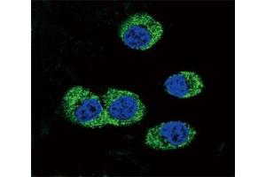 Confocal immunofluorescent analysis of RAGE antibody with MDA-MB231 cells followed by Alexa Fluor 488-conjugated goat anti-rabbit lgG (green). (RAGE 抗体  (AA 206-234))
