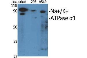 Western Blot (WB) analysis of specific cells using Na+/K+-ATPase alpha1 Polyclonal Antibody. (ATP1A1 抗体  (Ser16))