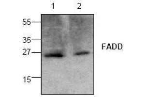 Image no. 1 for anti-Fas (TNFRSF6)-Associated Via Death Domain (FADD) antibody (ABIN126986) (FADD 抗体)