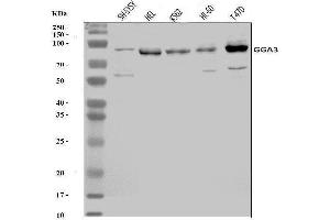 Western blot analysis of GGA3 using anti-GGA3 antibody (ABIN7602337).